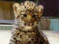 /album/amea%c3%a7ados/filhote-leopardo-jpg/